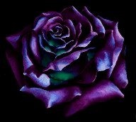 Purple Rose, black background